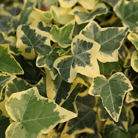 Hedera helix 'Goldchild'