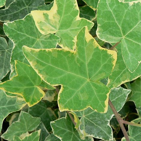 Hedera helix 'Goldchild'