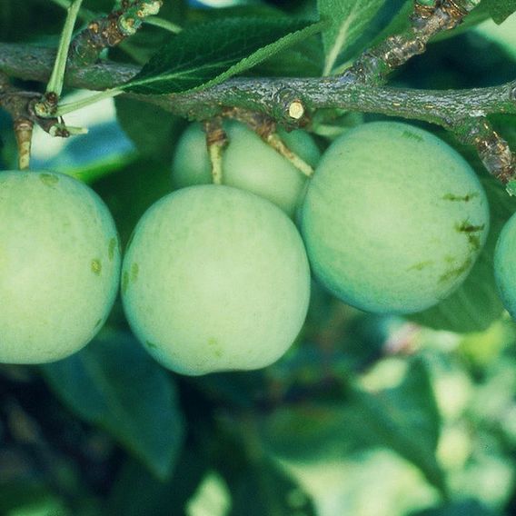 Gage 'Old Greengage'