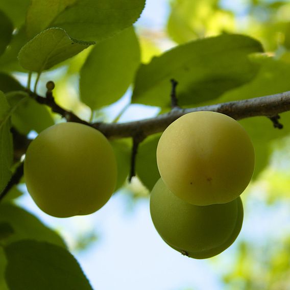 Gage (Prunus) Old Green Gage