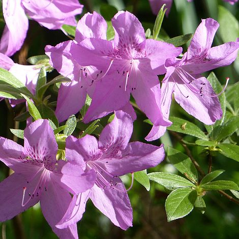 Rhododendron 'Tit-willow' (Azalea Group)