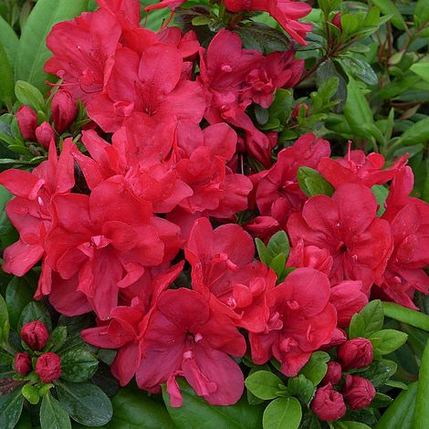 Rhododendron 'Mother's Day' (Azalea Group)