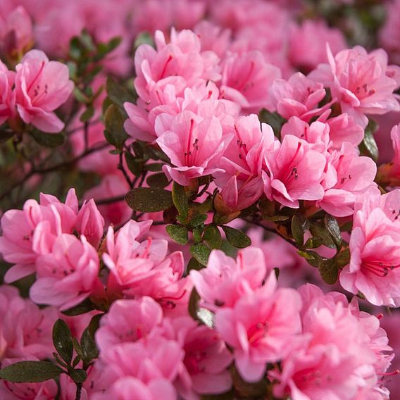 Rhododendron 'Madame AD. van Hecke' (Azalea Group)
