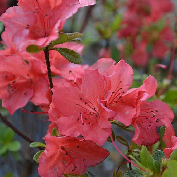 Azalea Plant - Geisha Orange