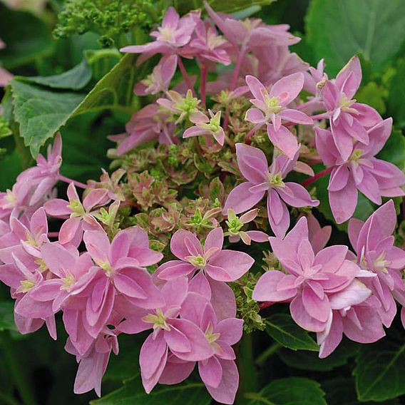 Hydrangea 'Double Dutch Edam'