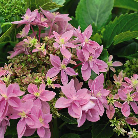 Hydrangea 'Double Dutch Edam'