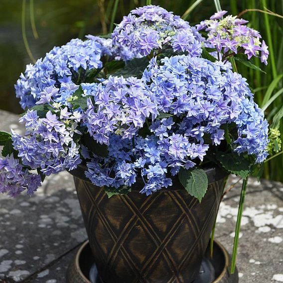 Hydrangea 'Double Dutch Alkmaar'