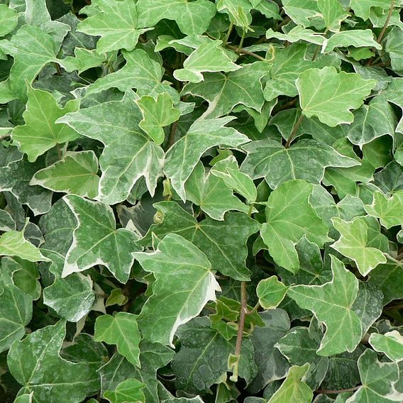 Hedera helix 'Glacier'