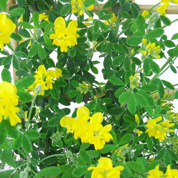 Genista 'Porlock'