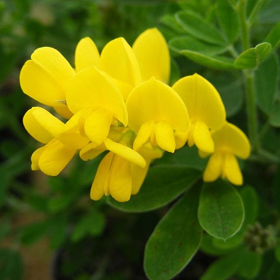 Genista 'Porlock'