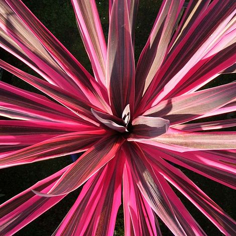 Cordyline 'Pink Passion'