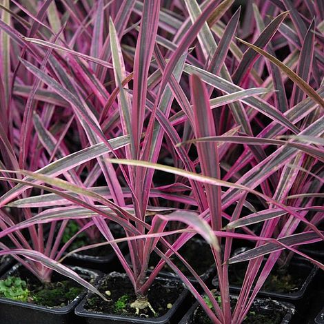 Cordyline 'Pink Passion'