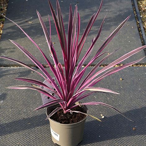 Cordyline 'Pink Passion'