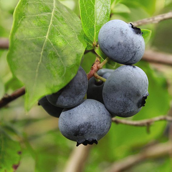 Blueberry 'Full Season Collection'