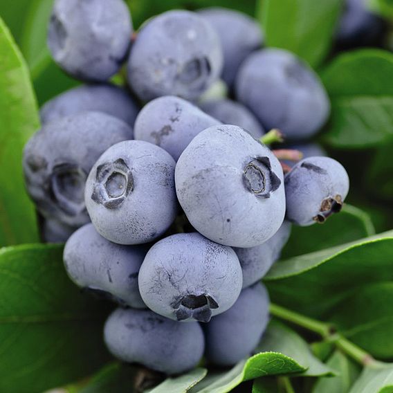 Blueberry Full Season Collection