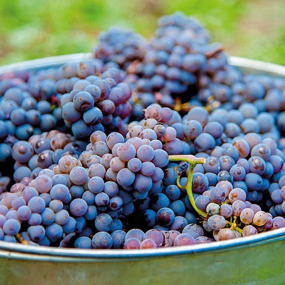 Grape 'Cabernet Franc'
