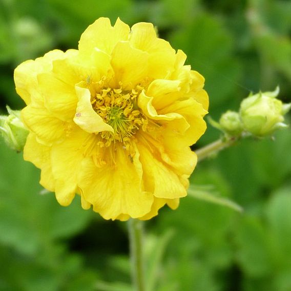 Geum 'Sunrise'