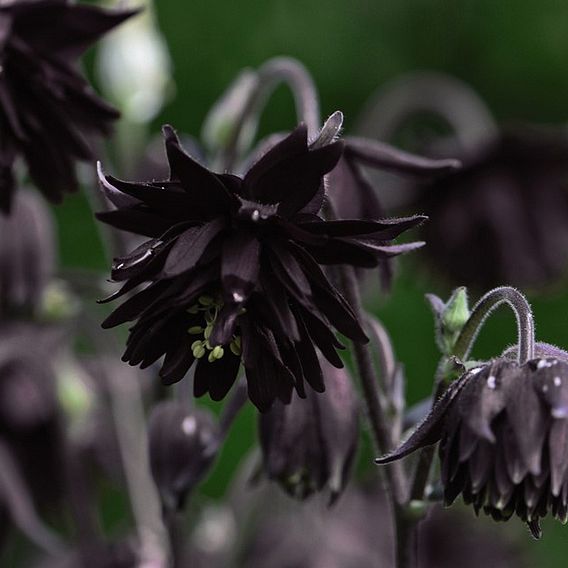 Aquilegia vulgaris var. stellata 'Black Barlow'