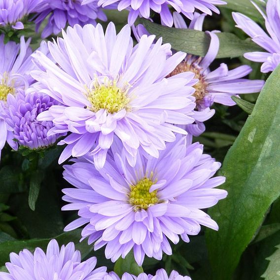 Aster Plants - Normans Jubilee 