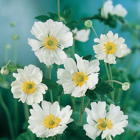 Anemone x hybrida 'Whirlwind'