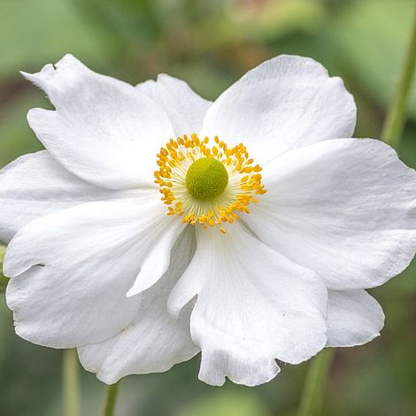 Anemone x hybrida 'Whirlwind'