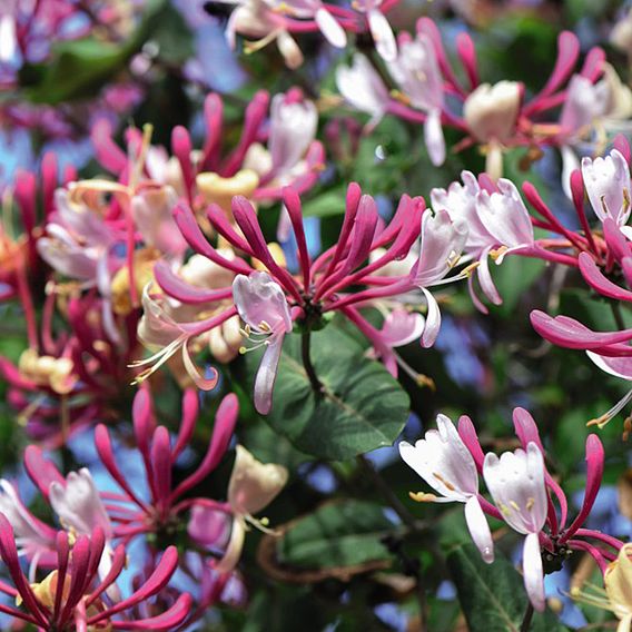 Honeysuckle 'Belgica'