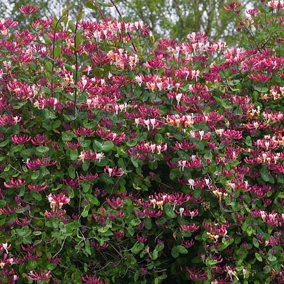 Honeysuckle 'Belgica'