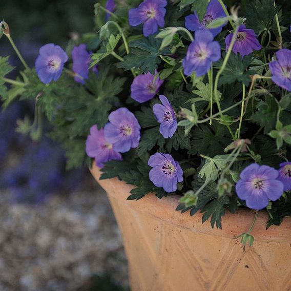 Geranium 'Rozanne'