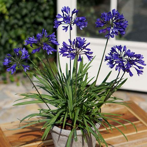 Agapanthus 'Brilliant Blue'