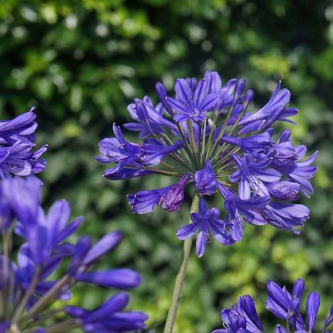 Agapanthus 'Brilliant Blue'