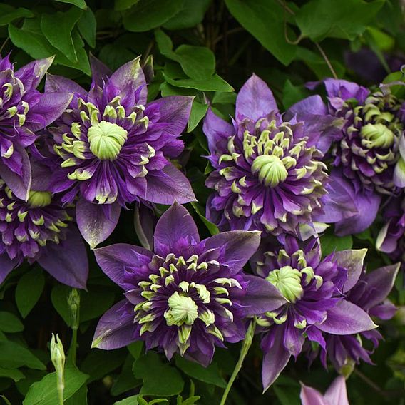 Clematis florida 'Taiga'