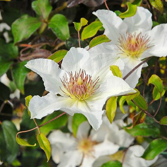Clematis Kitty™ evipo097