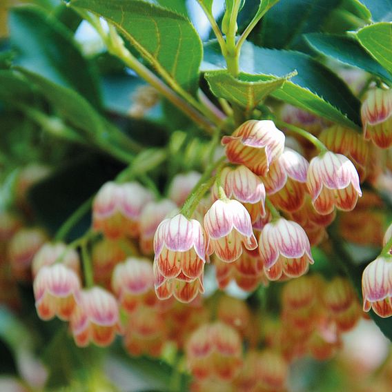 Enkianthus campanulatus