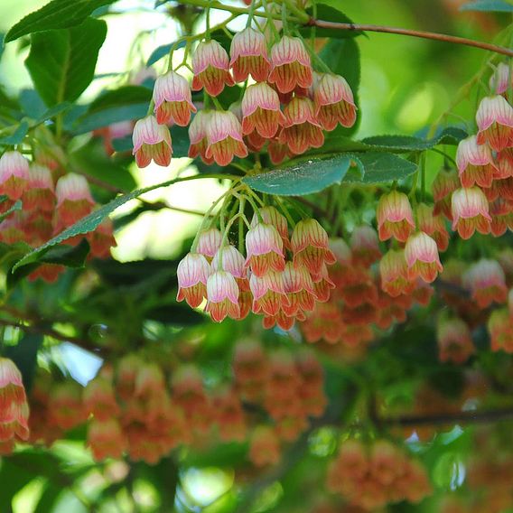 Enkianthus campanulatus