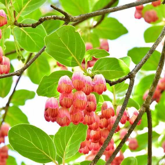 Enkianthus campanulatus