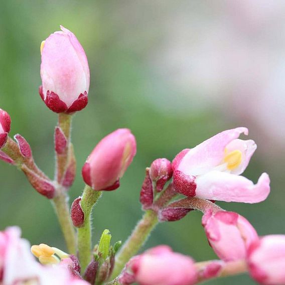 Choisya ternata 'Apple Blossom'