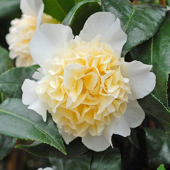 Camellia 'Brushfield's Yellow'