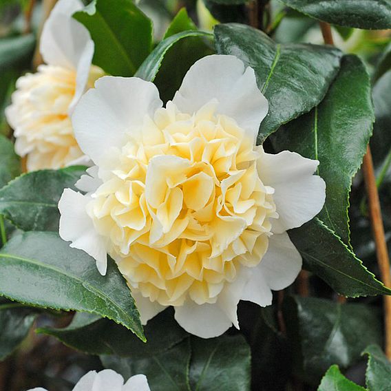 Camellia 'Brushfield's Yellow'