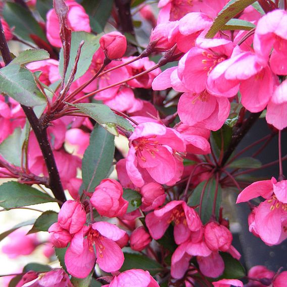 Crab Apple 'Prairifire'