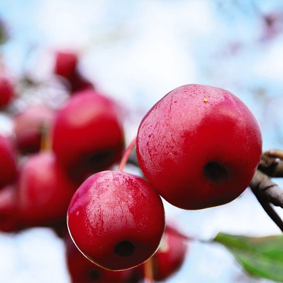 Crab Apple 'Prairifire'