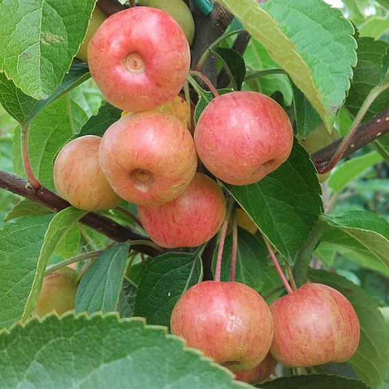 Crab Apple 'Evereste'