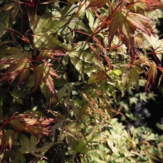 Acer palmatum 'Katsura'