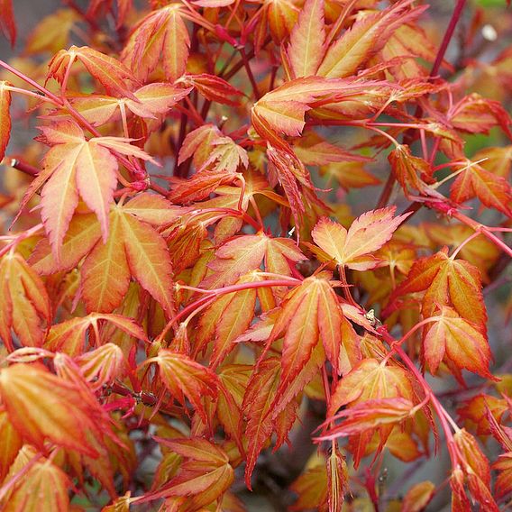 Acer palmatum 'Katsura'