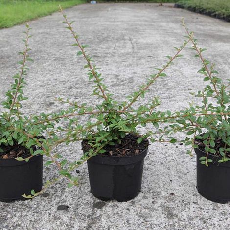 Cotoneaster suecicus 'Coral Beauty'