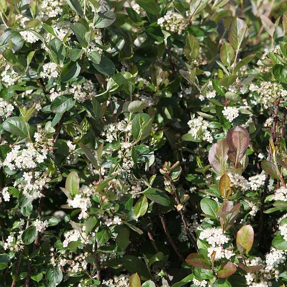 Aronia x prunifolia 'Viking'