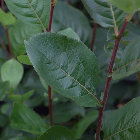 Aronia x prunifolia 'Aron'