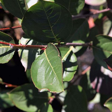 Aronia x prunifolia 'Autumn Magic'