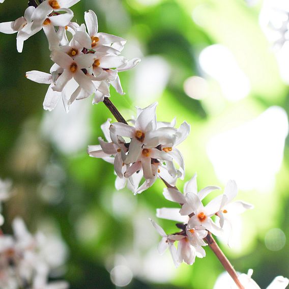 Abeliophyllum Distichum