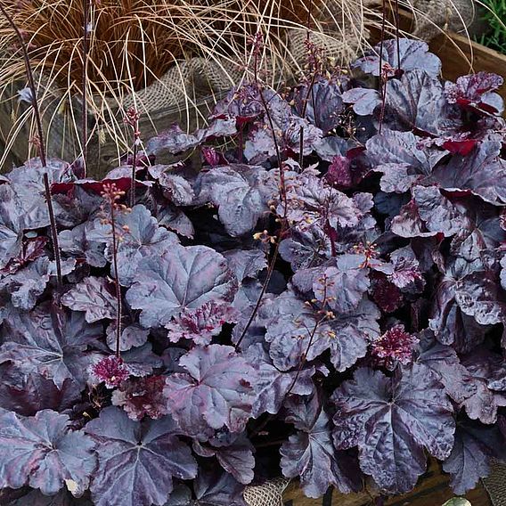 Heuchera 'Obsidian'