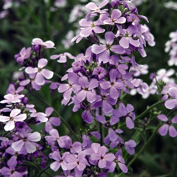 Hesperis Matronalis